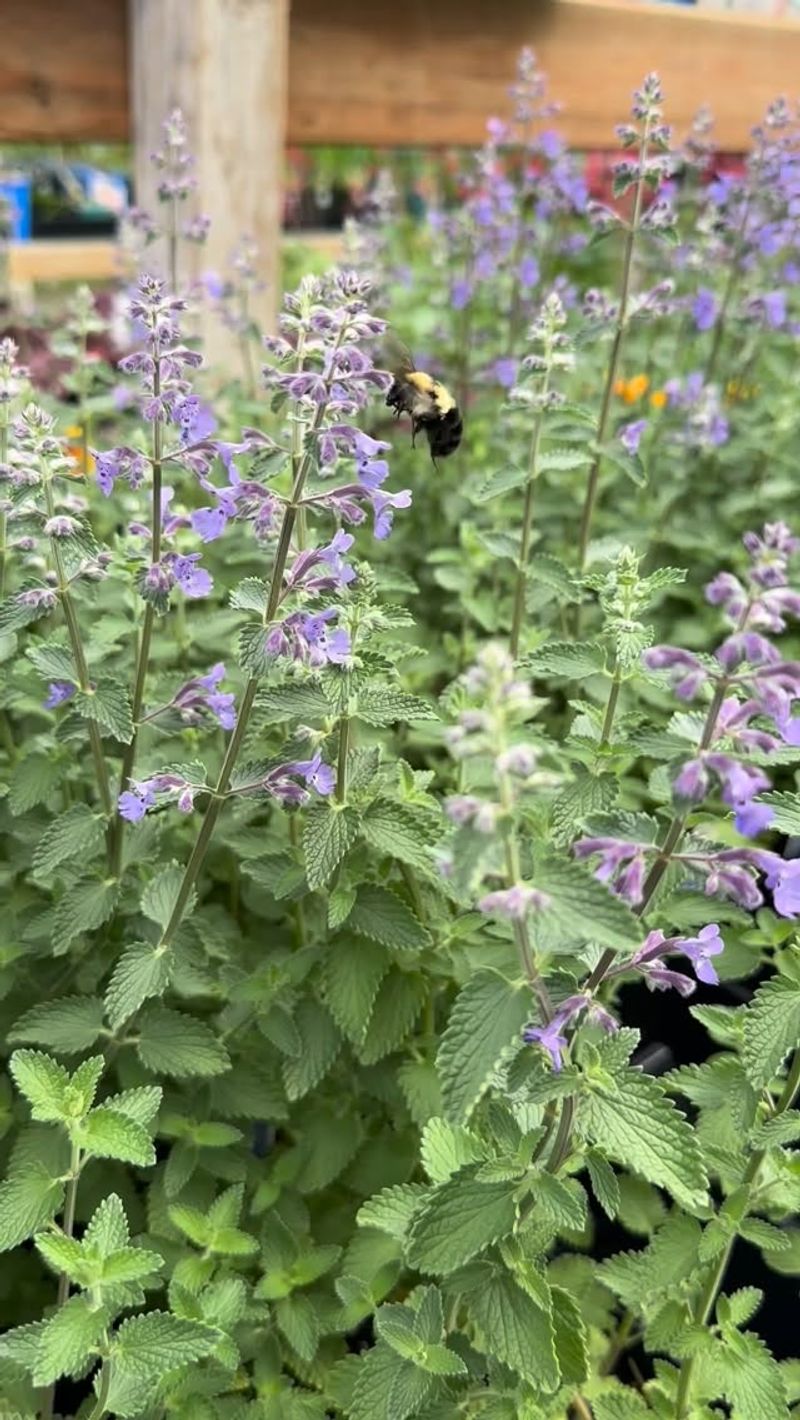 Catmint