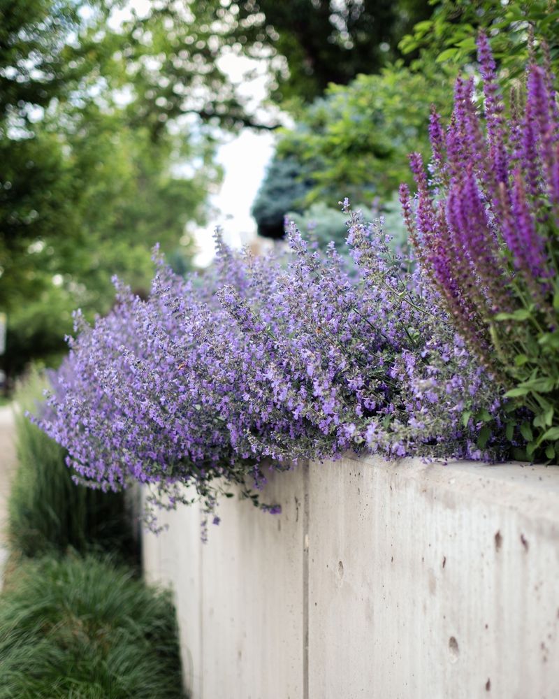Catmint Adds Long-Lasting Flowers