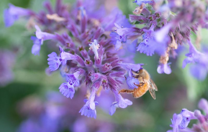 Catmint Keeps Flowering Without Any Fuss