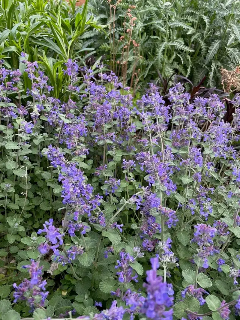 Catmint Rewards A Light Shearing Now