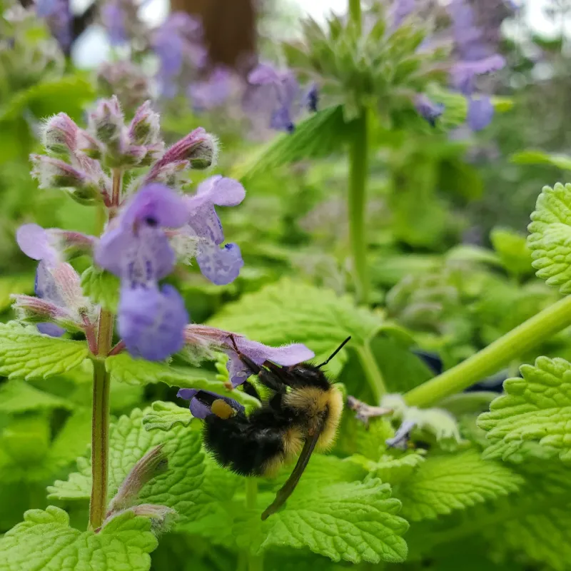 Catmint That Never Says Stop