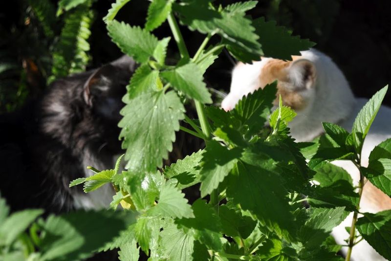 Catnip Clumps Turn California Yards Into Cat Hangouts Catnip Clumps Turn California Yards Into Cat Hangouts
