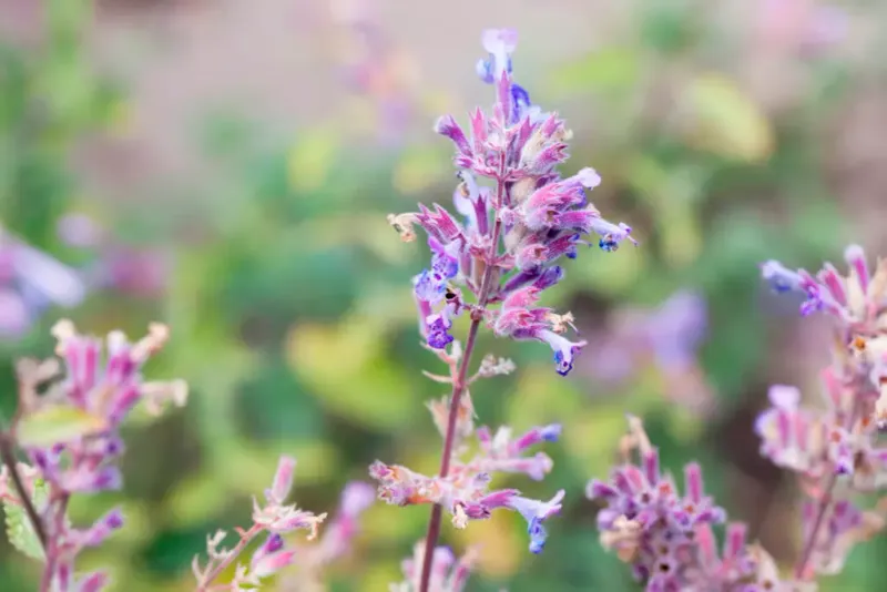 Catnip Is Safe And Easy For Most California Gardens