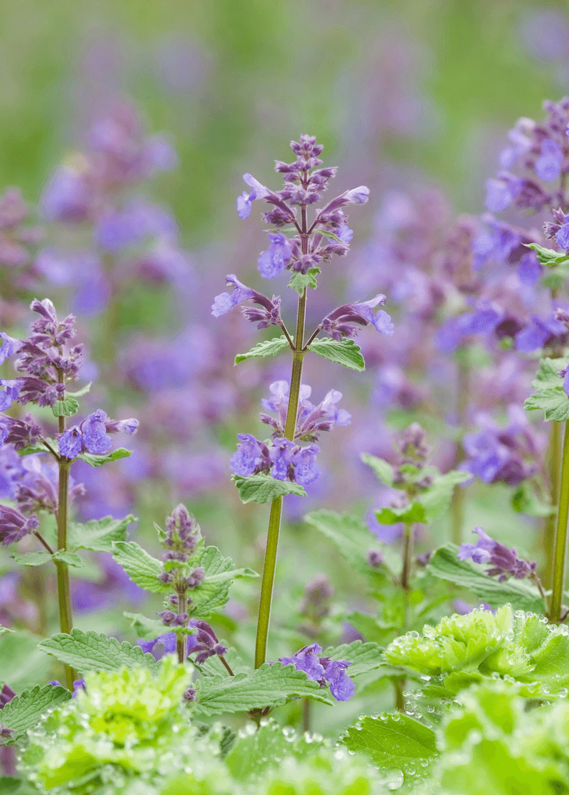 Catnip Is Way More Than A Cat Toy Catnip Is Way More Than A Cat Toy
