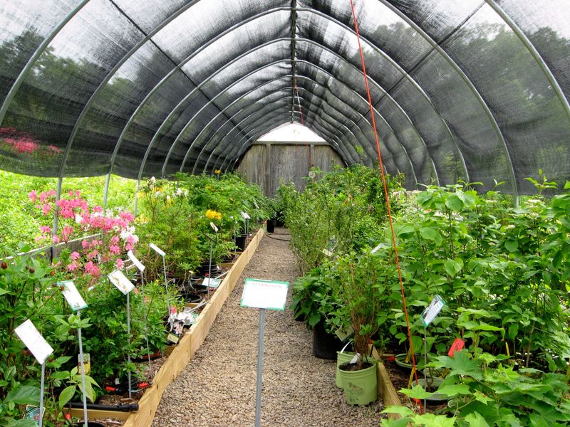 Catskill Native Nursery Catskill Native Nursery