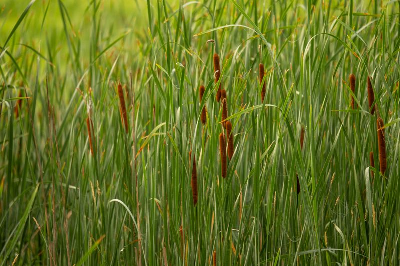 Cattail Harvest Hits Full Speed Cattail Harvest Hits Full Speed