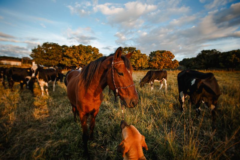 Cattle, Horses, And Backyard Livestock Feel It First