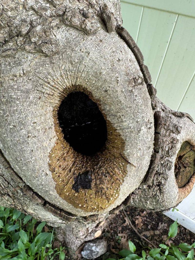 Cavity Trees Cavity Trees