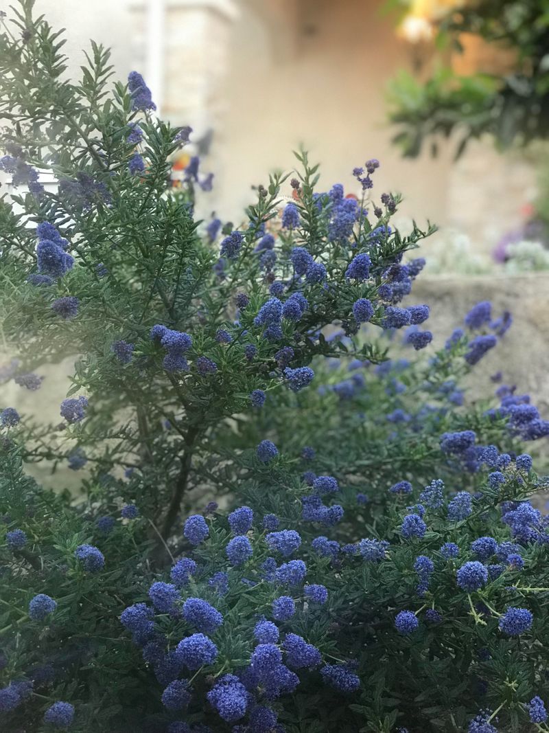 Ceanothus Adds Spring Color On Little Water Ceanothus Adds Spring Color On Little Water