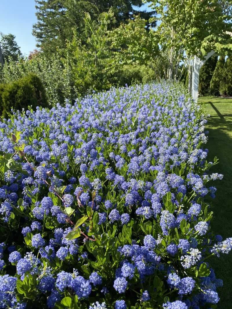 Ceanothus Disappears First Every Season Ceanothus Disappears First Every Season