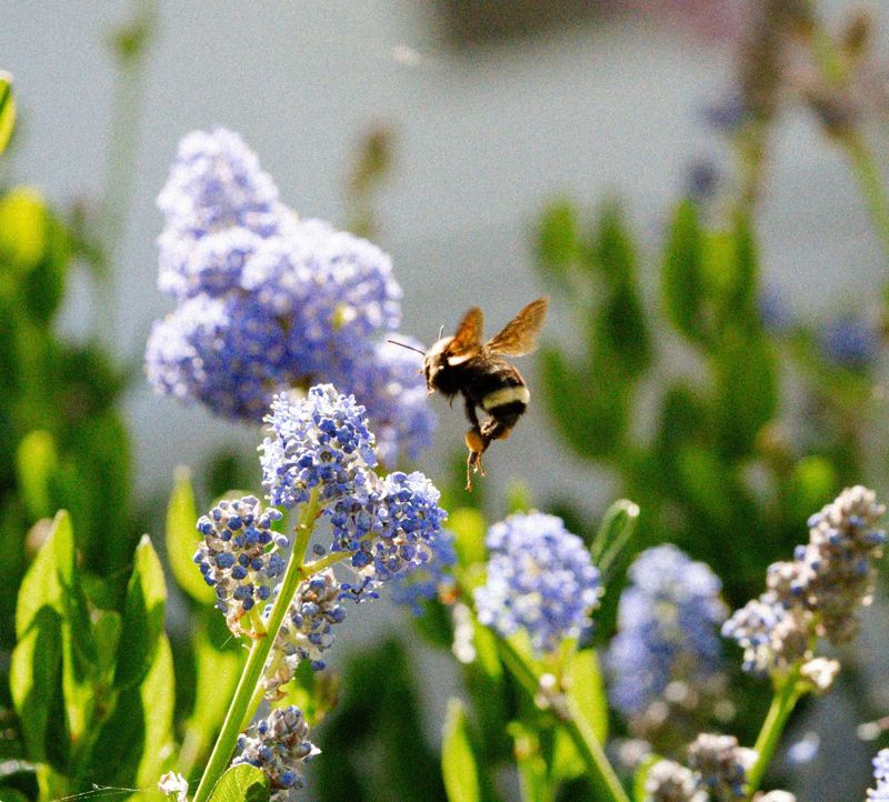 Ceanothus Draws Bees In Spring Ceanothus Draws Bees In Spring
