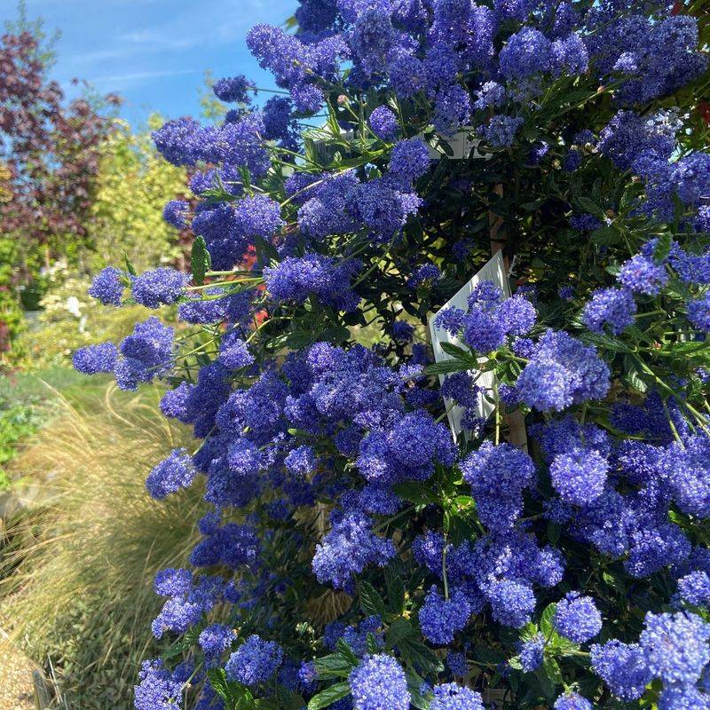 Ceanothus For Clouds Of Blue Blooms
