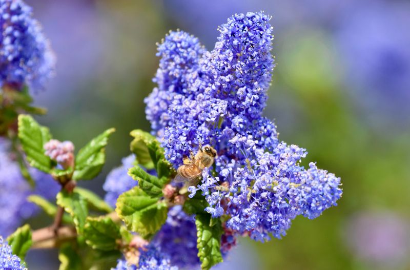Ceanothus Roots In Before Spring Bloom Ceanothus Roots In Before Spring Bloom