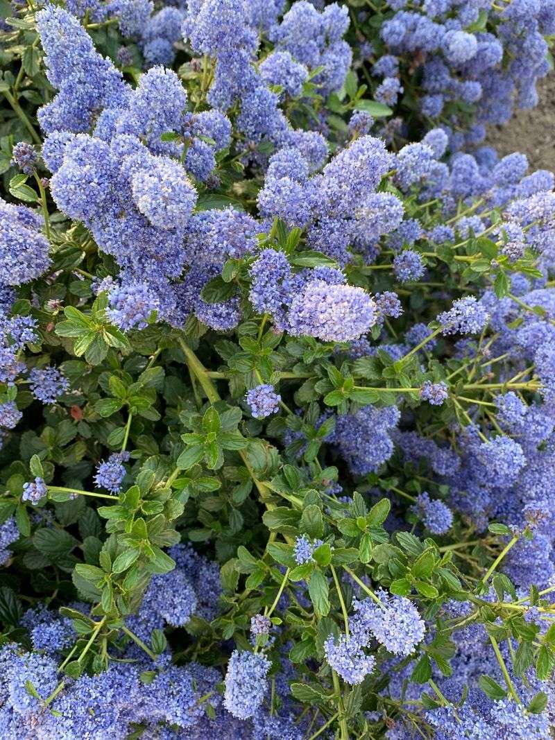Ceanothus Yankee Point Skips Extra Fall Watering