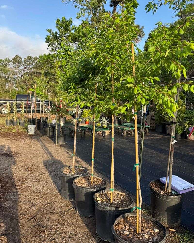 Cedar Elm Handles Tough Conditions Cedar Elm Handles Tough Conditions