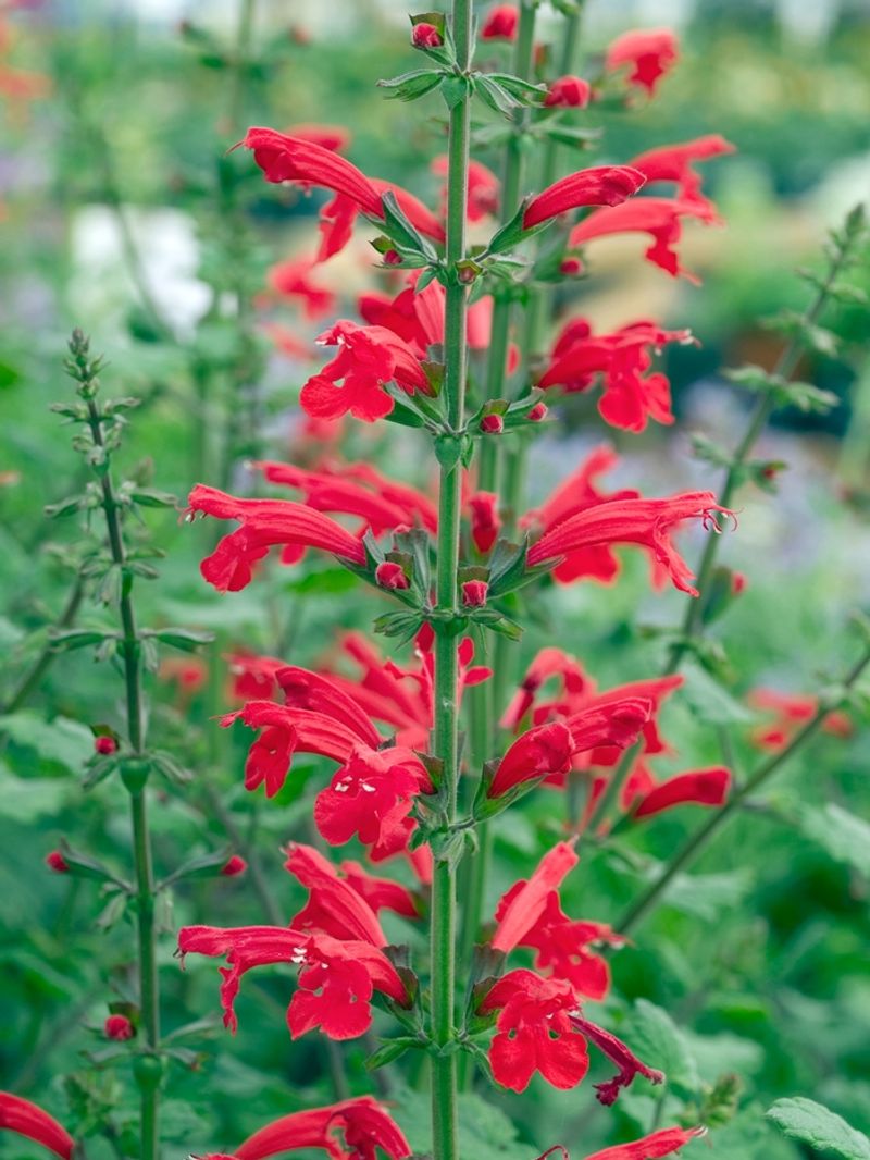 Cedar Sage