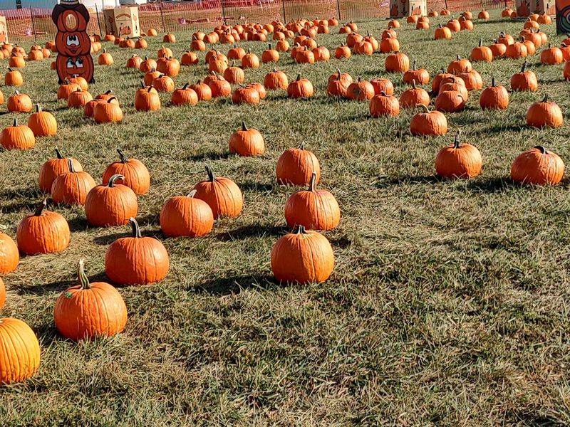 Celebrate 25 Years Of Fall Fun At Niederman Family Farm Celebrate 25 Years Of Fall Fun At Niederman Family Farm