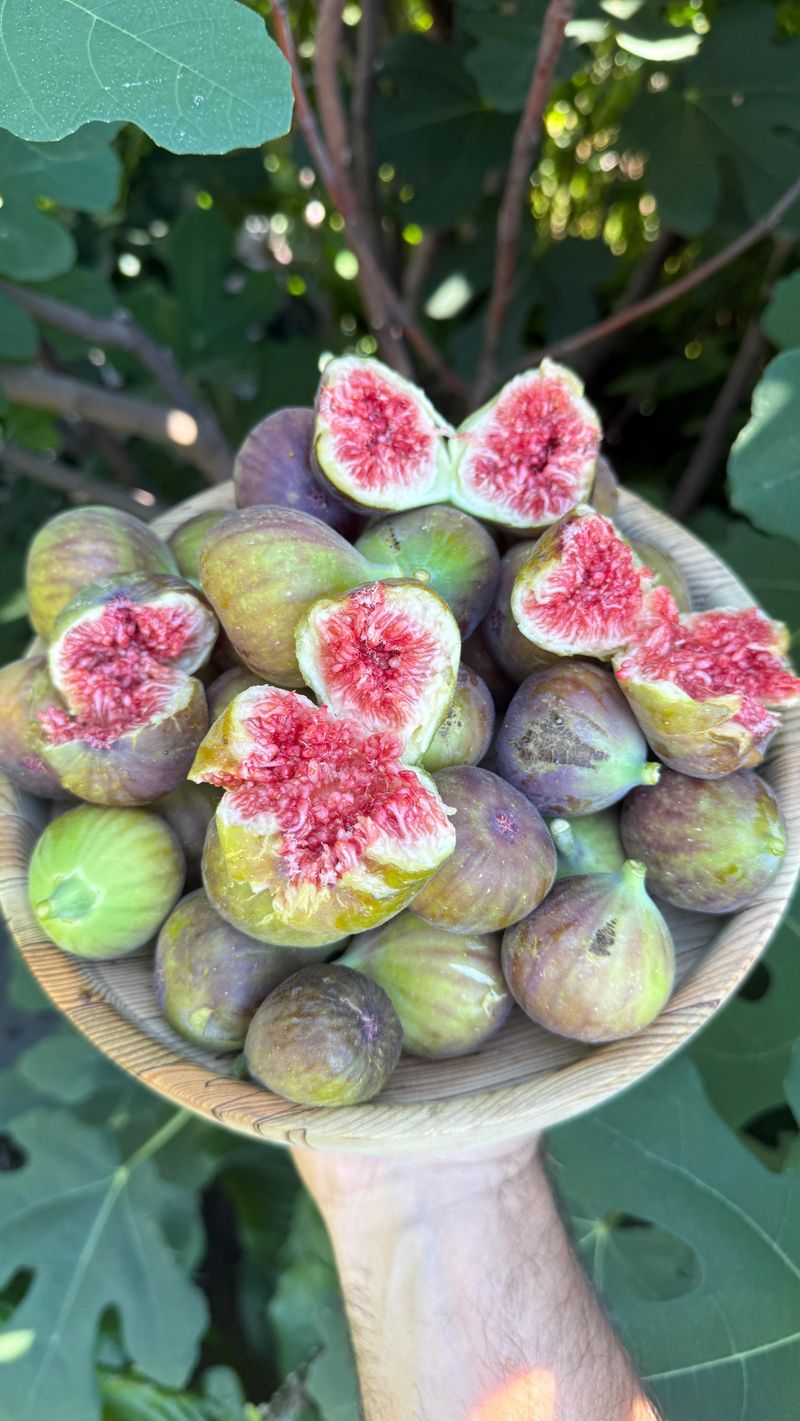 Celeste Is The Classic Southern Sugar Fig Celeste Is The Classic Southern Sugar Fig