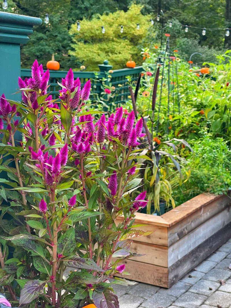 Celosia (Plumed Celosia) Celosia (Plumed Celosia)