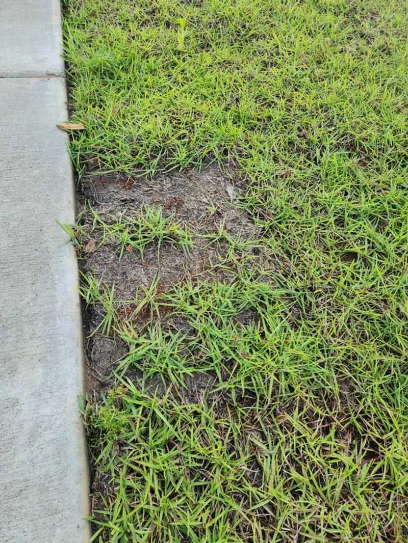 Centipedegrass Can Suffer From Too Much Fertilizer