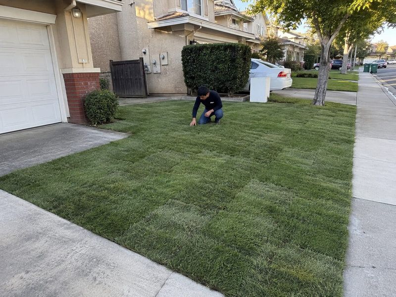 Centipedegrass Can Turn Too Much Fertilizer Into Trouble Centipedegrass Can Turn Too Much Fertilizer Into Trouble