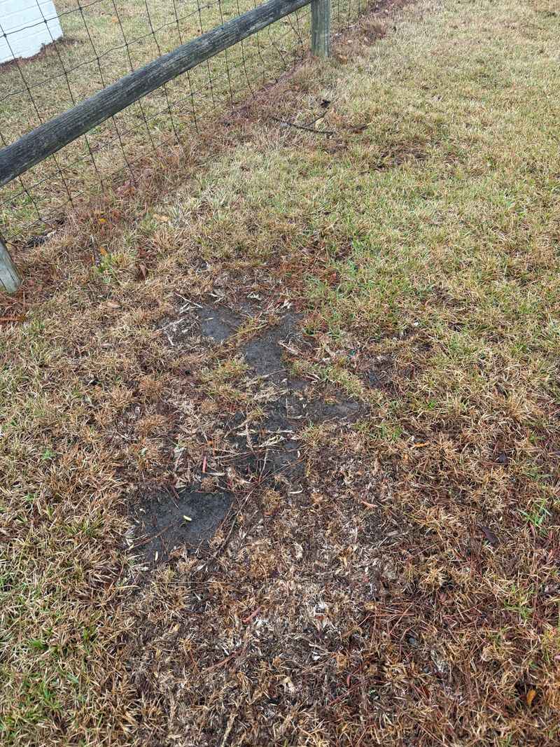 Centipedegrass Decline, Explained Without The Jargon