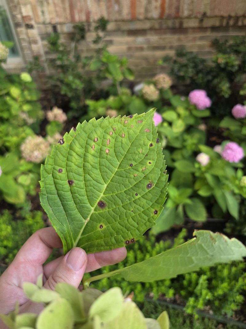 Cercospora Favors Warm Humid Stretches Cercospora Favors Warm Humid Stretches