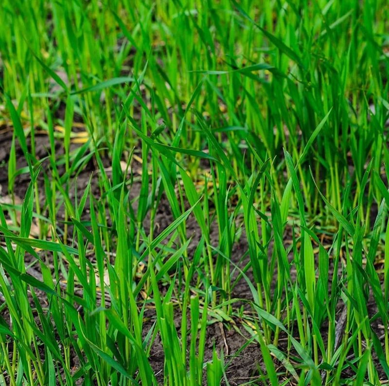 Cereal Rye Handles Cooler Conditions Well