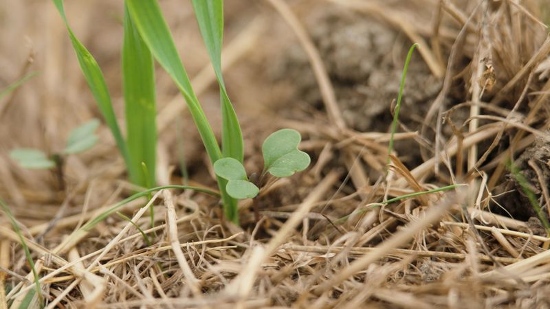 Cereal Rye Makes Planting This Late Easy Cereal Rye Makes Planting This Late Easy