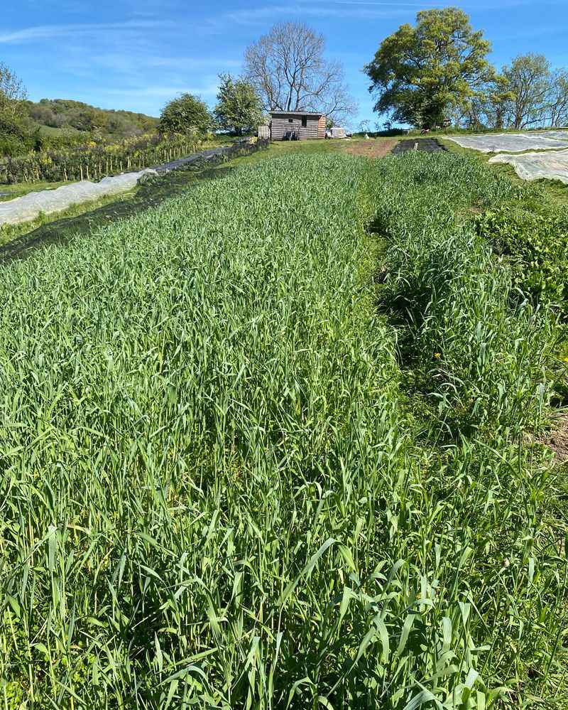 Cereal Rye Stands Strong All Winter