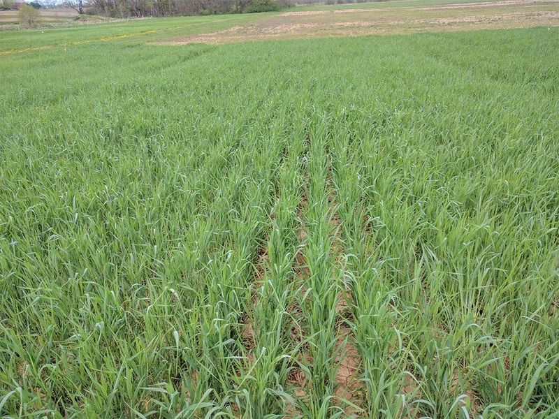 Cereal Rye, The Soil's Winter Coat Cereal Rye, The Soil's Winter Coat