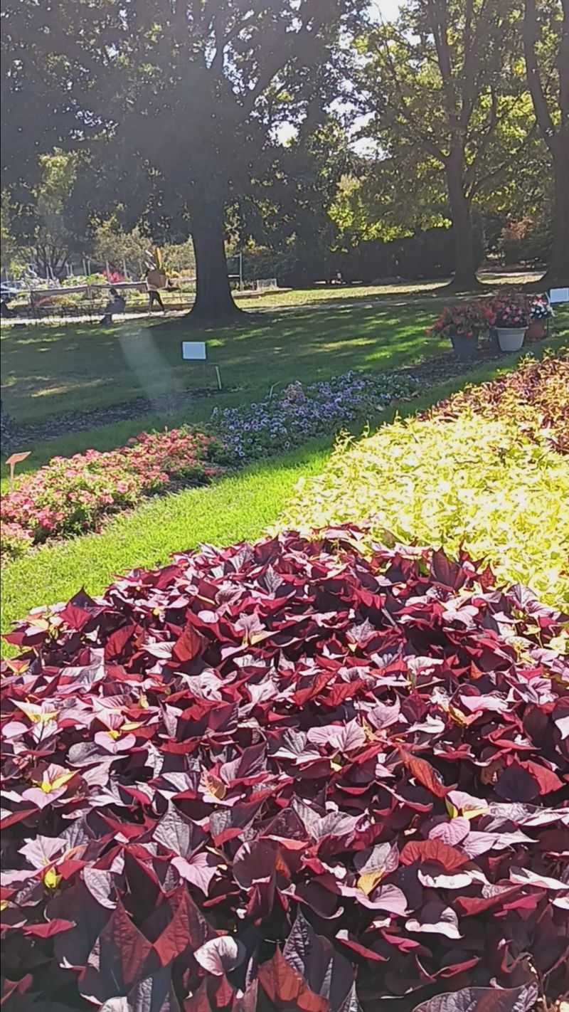Chadwick Arboretum Offers Fall Color Near Columbus