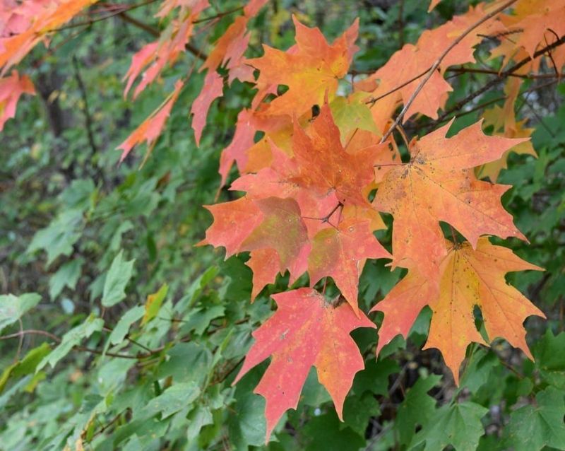 Chalk Maple Chalk Maple