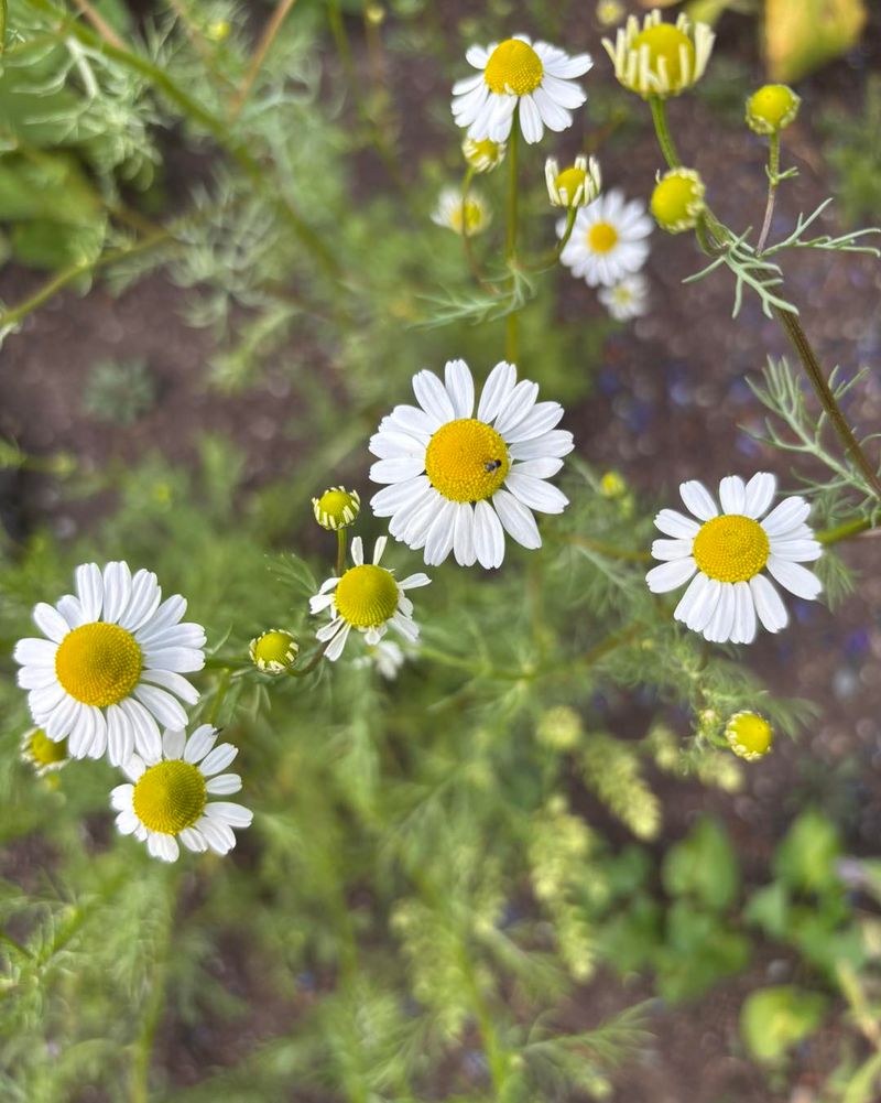 Chamomile Chamomile