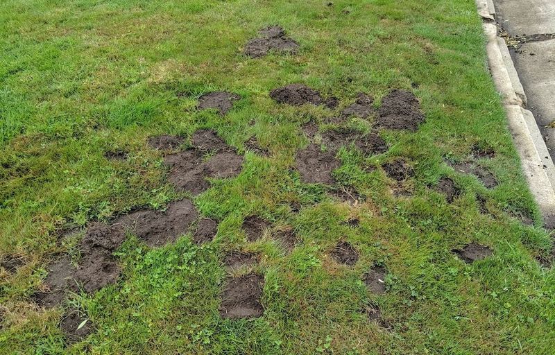 Change The Yard Conditions Instead Of Chasing Every Mound Change The Yard Conditions Instead Of Chasing Every Mound