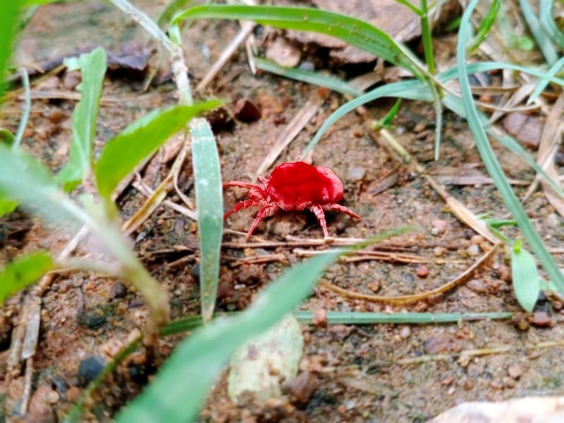 Change the habitat instead of blanket-spraying the yard Change the habitat instead of blanket-spraying the yard