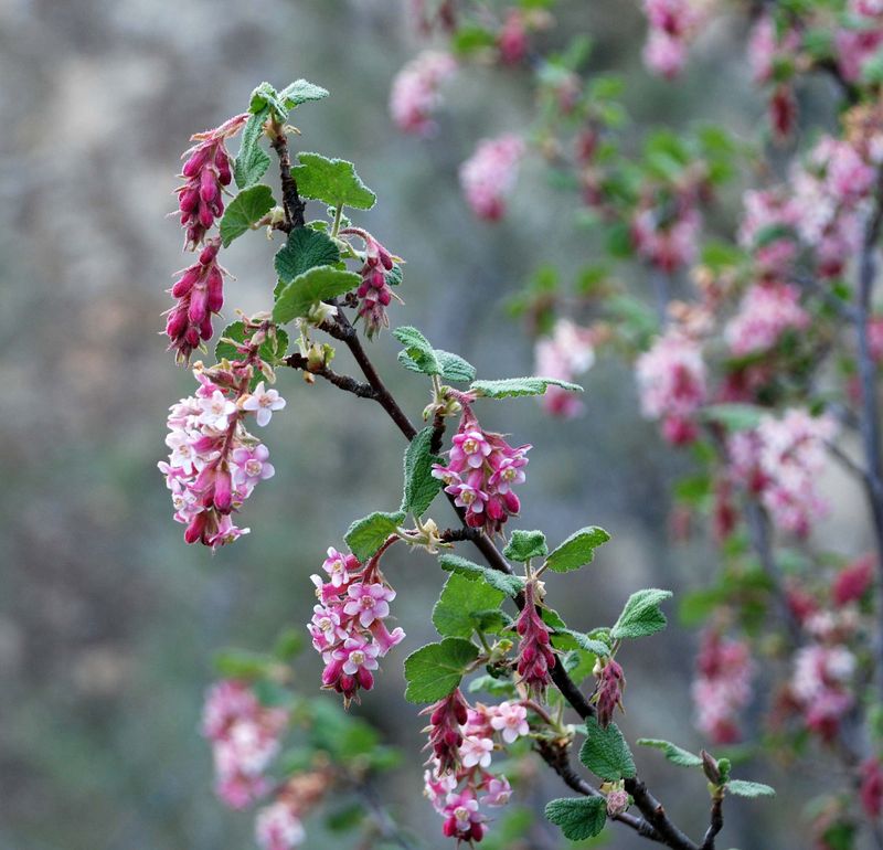 Chaparral Currant Establishes Roots During Cooler Months