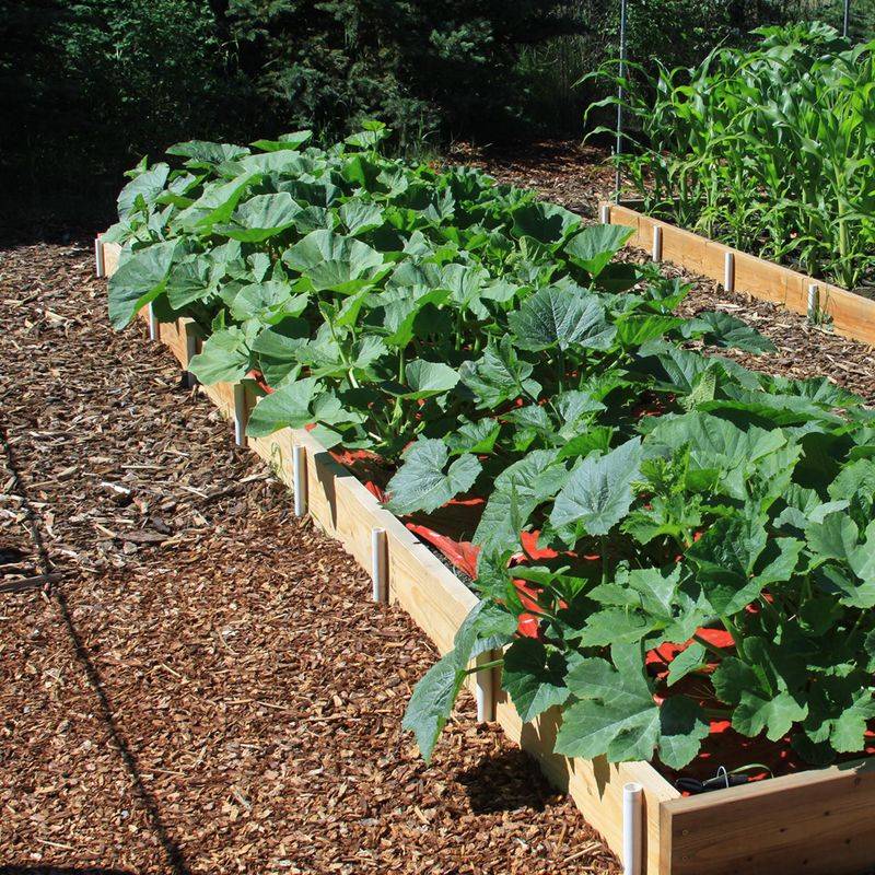 Check Around Plant Crowns And Mulch