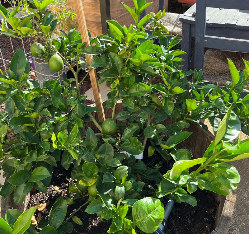 Check Branches Carrying Heavy Crops