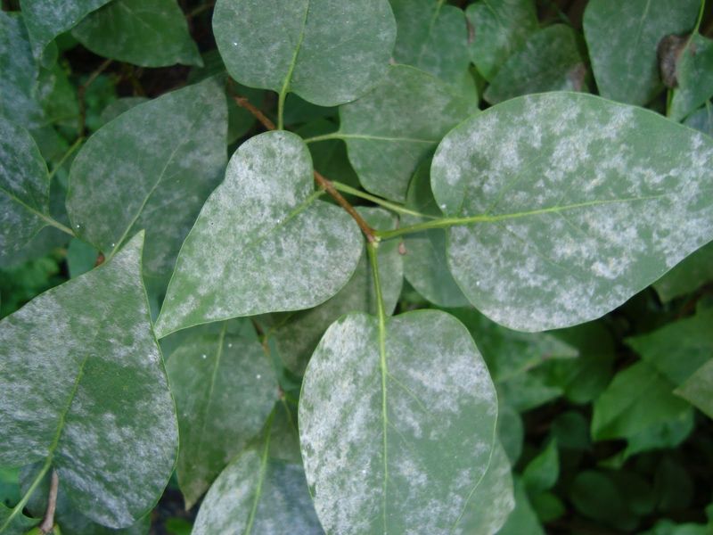 Check Branches For Signs Of Stress