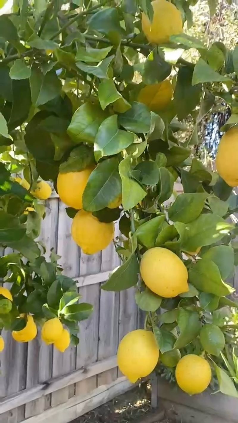Check Citrus Nutrition Before Adding Fertilizer