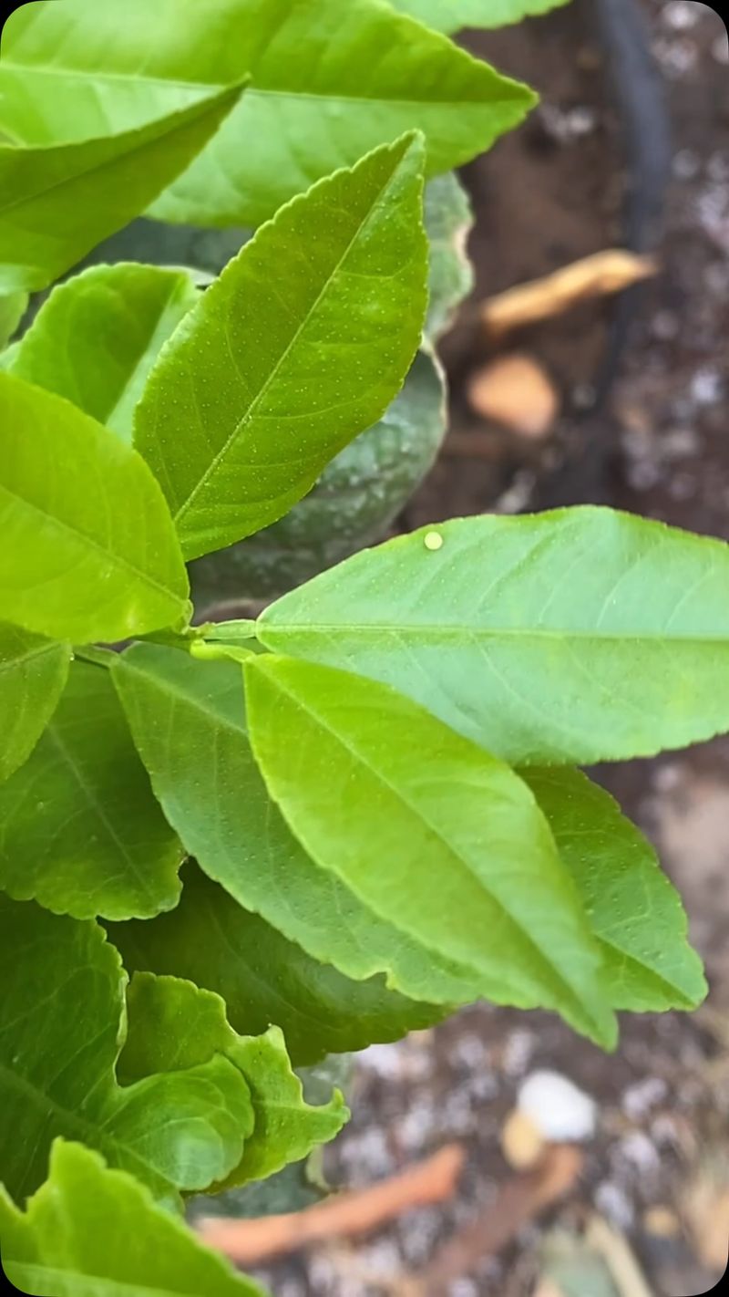 Check Citrus Trees For Pests Before Bringing Them Indoors