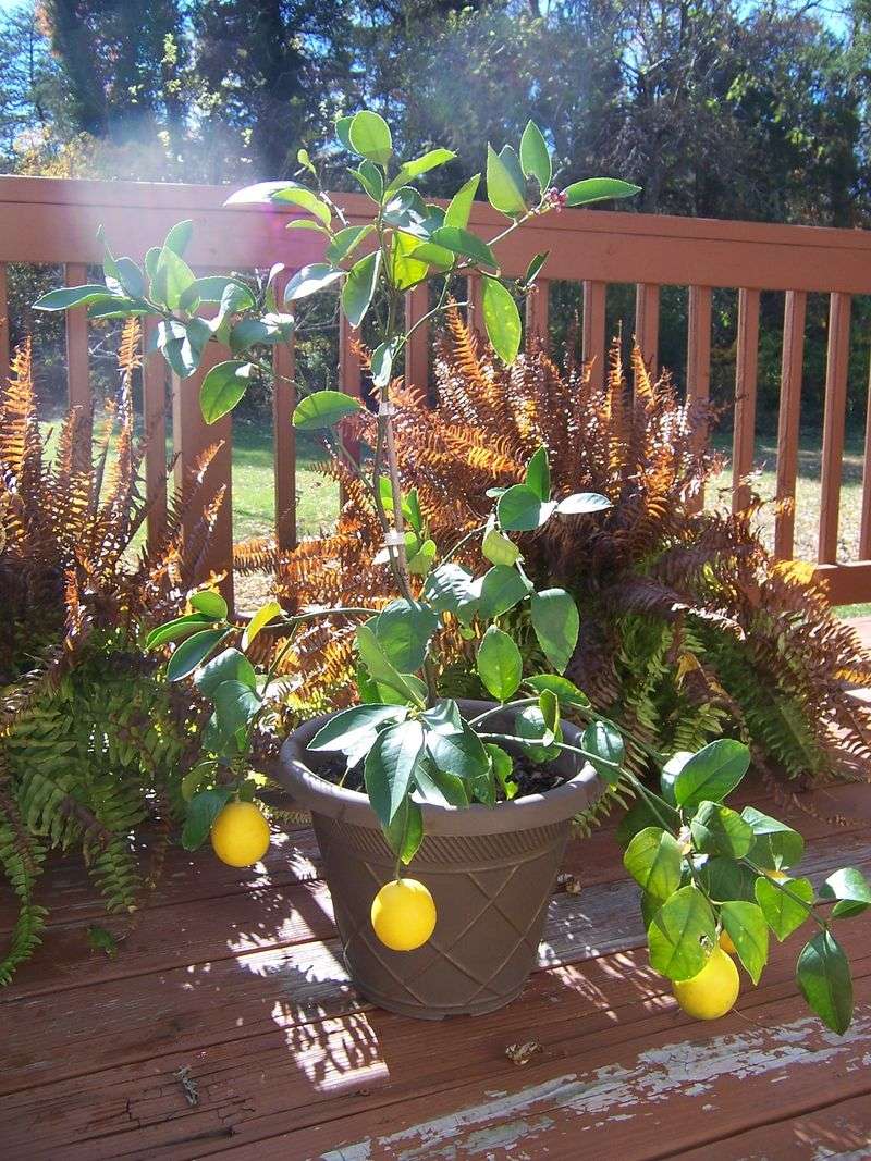 Check Container Citrus Before Fall Stress Appears Check Container Citrus Before Fall Stress Appears