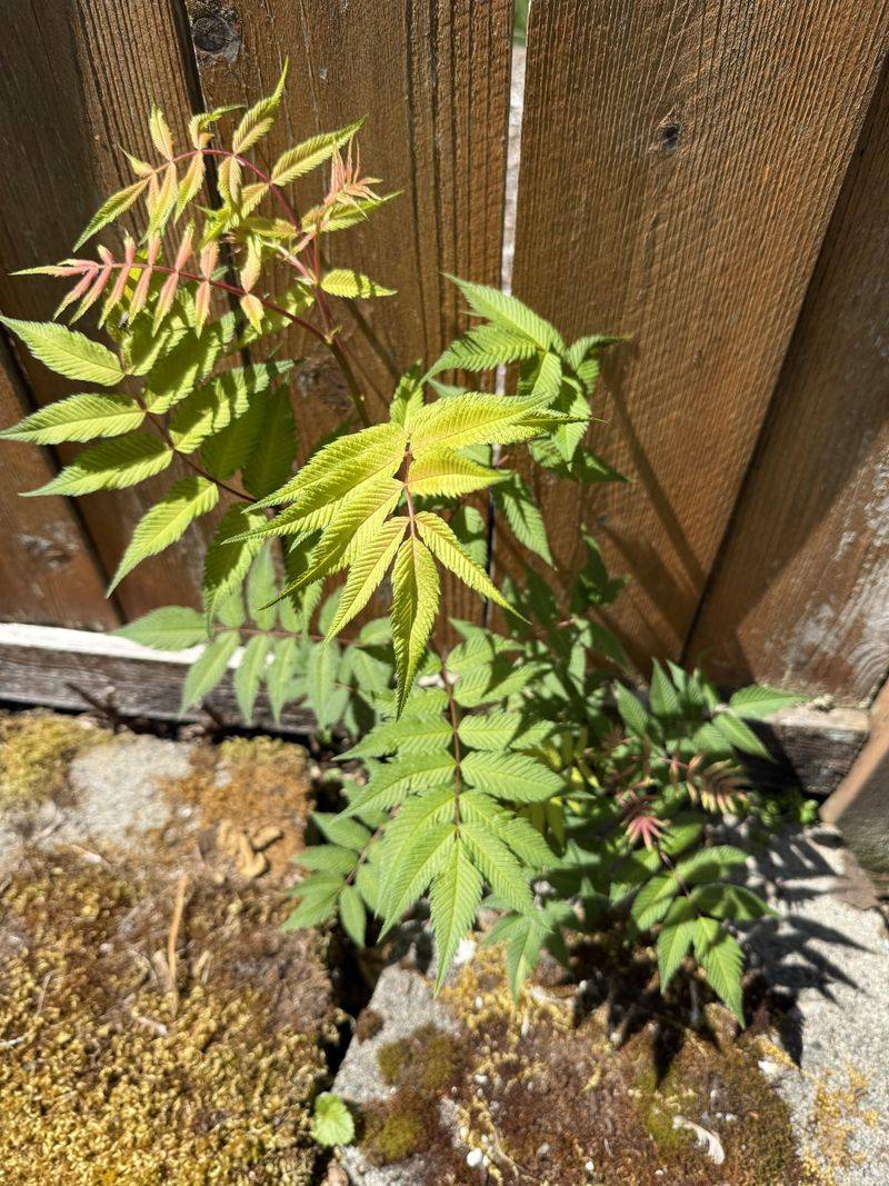 Check Cracks, Alleys, And Fence Lines For Seedlings