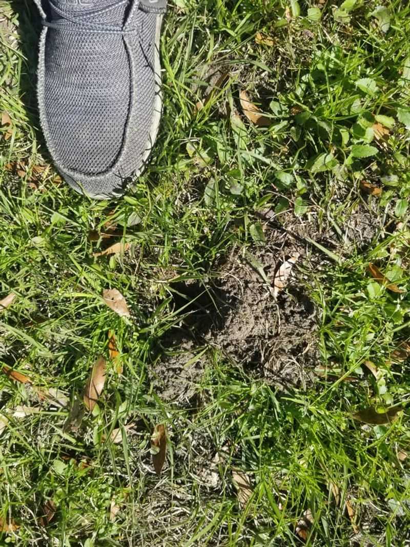 Check Damaged Turf Before Blaming The Mole For Everything