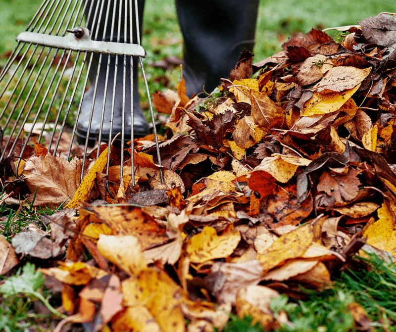 Check Damp Leaf Litter Collecting In Shady Corners