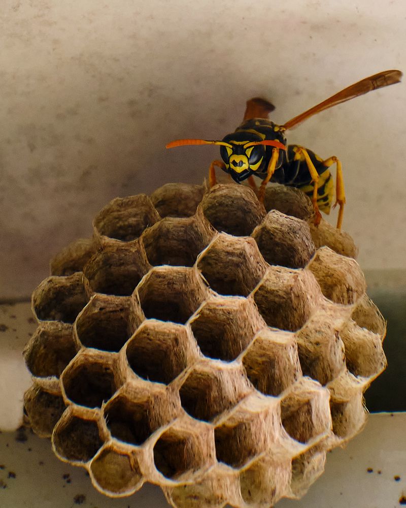 Check Eaves Regularly For Early Nests