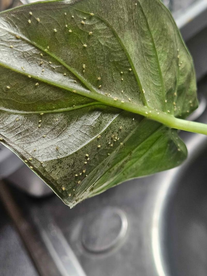 Check Every Plant For Pests Before It Comes In