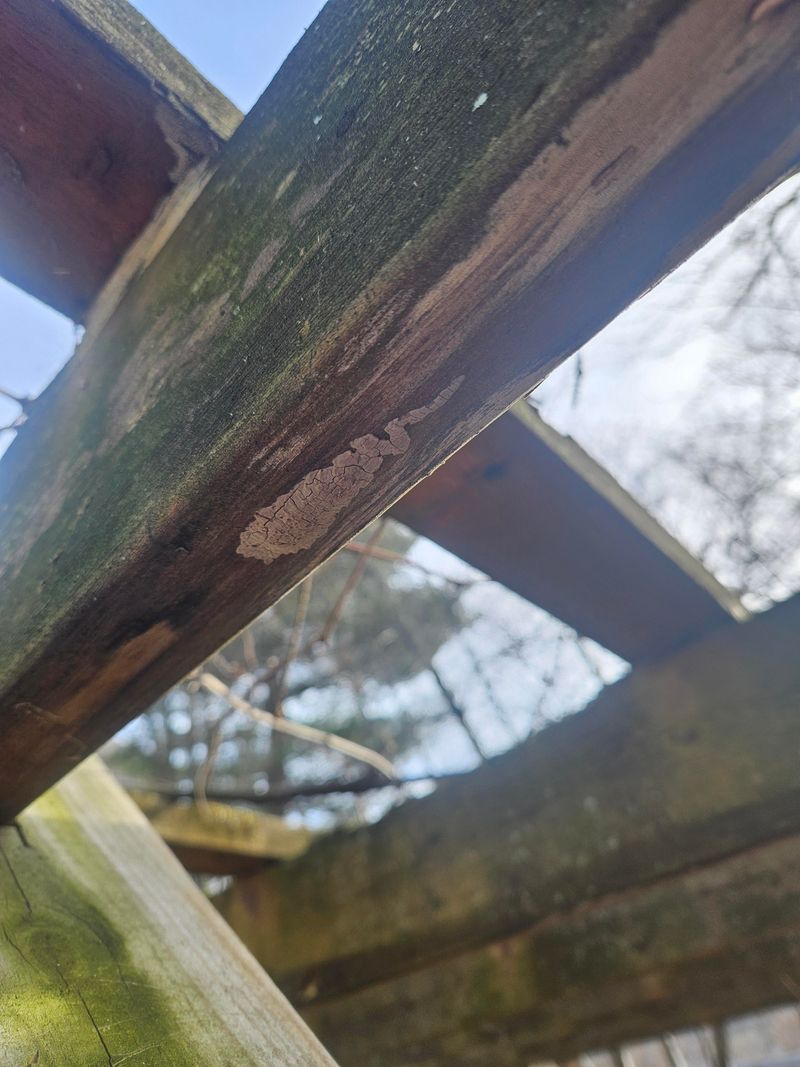 Check Fence Posts, Stone Walls, And Garden Structures For Mud-Like Smears Check Fence Posts, Stone Walls, And Garden Structures For Mud-Like Smears