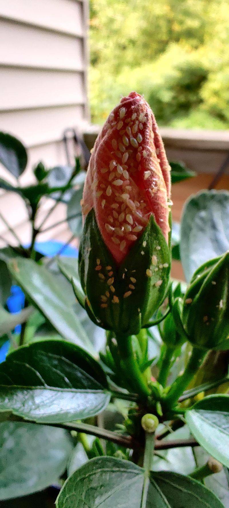 Check Flower Buds Before They Start Dropping